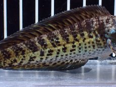 画像3: 【淡水魚】【通販】激レア ショートボディ バイオレットスネークヘッド【個体販売】(±12cm)(生体)(熱帯魚)NKO (3)