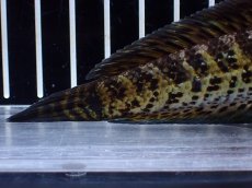 画像4: 【淡水魚】【通販】激レア ショートボディ バイオレットスネークヘッド【個体販売】(±12cm)(生体)(熱帯魚)NKO (4)
