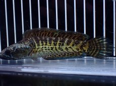 画像5: 【淡水魚】【通販】激レア ショートボディ バイオレットスネークヘッド【個体販売】(±12cm)(生体)(熱帯魚)NKO (5)