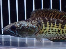 画像6: 【淡水魚】【通販】激レア ショートボディ バイオレットスネークヘッド【個体販売】(±12cm)(生体)(熱帯魚)NKO (6)