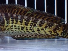 画像7: 【淡水魚】【通販】激レア ショートボディ バイオレットスネークヘッド【個体販売】(±12cm)(生体)(熱帯魚)NKO (7)