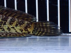 画像8: 【淡水魚】【通販】激レア ショートボディ バイオレットスネークヘッド【個体販売】(±12cm)(生体)(熱帯魚)NKO (8)