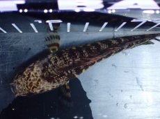 画像9: 【淡水魚】【通販】激レア ショートボディ バイオレットスネークヘッド【個体販売】(±12cm)(生体)(熱帯魚)NKO (9)