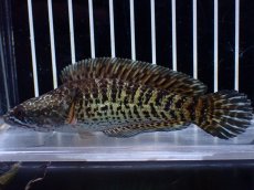 画像1: 【淡水魚】【通販】超激レア ウルトラショートボディ バイオレットスネークヘッド【個体販売】(±11cm)(生体)(熱帯魚)NKO (1)