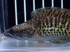 画像2: 【淡水魚】【通販】超激レア ウルトラショートボディ バイオレットスネークヘッド【個体販売】(±11cm)(生体)(熱帯魚)NKO (2)