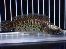 画像4: 【淡水魚】【通販】超激レア ウルトラショートボディ バイオレットスネークヘッド【個体販売】(±11cm)(生体)(熱帯魚)NKO (4)