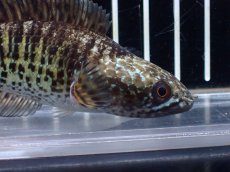 画像5: 【淡水魚】【通販】超激レア ウルトラショートボディ バイオレットスネークヘッド【個体販売】(±11cm)(生体)(熱帯魚)NKO (5)