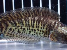 画像6: 【淡水魚】【通販】超激レア ウルトラショートボディ バイオレットスネークヘッド【個体販売】(±11cm)(生体)(熱帯魚)NKO (6)