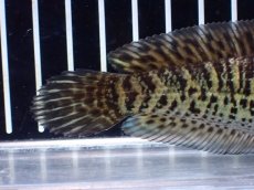 画像7: 【淡水魚】【通販】超激レア ウルトラショートボディ バイオレットスネークヘッド【個体販売】(±11cm)(生体)(熱帯魚)NKO (7)