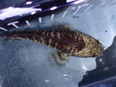 画像8: 【淡水魚】【通販】超激レア ウルトラショートボディ バイオレットスネークヘッド【個体販売】(±11cm)(生体)(熱帯魚)NKO (8)