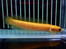 画像1: 【通販 淡水魚】激レア 大特価 No1 ゴールデンスターダストダイヤモンドコウタイ【個体販売】(±12cm)(生体)(熱帯魚)NKO (1)