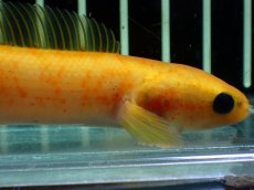画像2: 【通販 淡水魚】激レア 大特価 No1 ゴールデンスターダストダイヤモンドコウタイ【個体販売】(±12cm)(生体)(熱帯魚)NKO (2)
