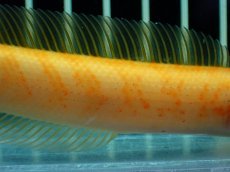 画像3: 【通販 淡水魚】激レア 大特価 No1 ゴールデンスターダストダイヤモンドコウタイ【個体販売】(±12cm)(生体)(熱帯魚)NKO (3)