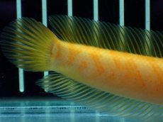 画像4: 【通販 淡水魚】激レア 大特価 No1 ゴールデンスターダストダイヤモンドコウタイ【個体販売】(±12cm)(生体)(熱帯魚)NKO (4)