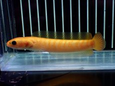 画像5: 【通販 淡水魚】激レア 大特価 No1 ゴールデンスターダストダイヤモンドコウタイ【個体販売】(±12cm)(生体)(熱帯魚)NKO (5)
