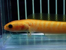 画像6: 【通販 淡水魚】激レア 大特価 No1 ゴールデンスターダストダイヤモンドコウタイ【個体販売】(±12cm)(生体)(熱帯魚)NKO (6)