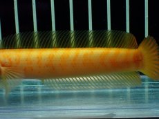 画像7: 【通販 淡水魚】激レア 大特価 No1 ゴールデンスターダストダイヤモンドコウタイ【個体販売】(±12cm)(生体)(熱帯魚)NKO (7)
