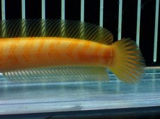 画像8: 【通販 淡水魚】激レア 大特価 No1 ゴールデンスターダストダイヤモンドコウタイ【個体販売】(±12cm)(生体)(熱帯魚)NKO (8)