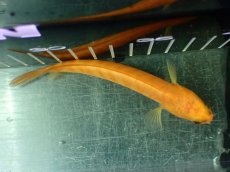 画像9: 【通販 淡水魚】激レア 大特価 No1 ゴールデンスターダストダイヤモンドコウタイ【個体販売】(±12cm)(生体)(熱帯魚)NKO (9)