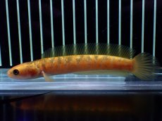 画像1: 【通販 淡水魚】激レア 激安 No2 ゴールデンスターダストダイヤモンドコウタイ【個体販売】(±12cm)(生体)(熱帯魚)NKO (1)
