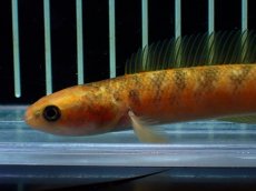 画像2: 【通販 淡水魚】激レア 激安 No2 ゴールデンスターダストダイヤモンドコウタイ【個体販売】(±12cm)(生体)(熱帯魚)NKO (2)