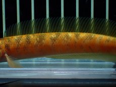 画像3: 【通販 淡水魚】激レア 激安 No2 ゴールデンスターダストダイヤモンドコウタイ【個体販売】(±12cm)(生体)(熱帯魚)NKO (3)