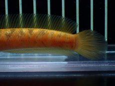 画像4: 【通販 淡水魚】激レア 激安 No2 ゴールデンスターダストダイヤモンドコウタイ【個体販売】(±12cm)(生体)(熱帯魚)NKO (4)