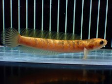 画像5: 【通販 淡水魚】激レア 激安 No2 ゴールデンスターダストダイヤモンドコウタイ【個体販売】(±12cm)(生体)(熱帯魚)NKO (5)