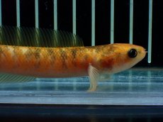 画像6: 【通販 淡水魚】激レア 激安 No2 ゴールデンスターダストダイヤモンドコウタイ【個体販売】(±12cm)(生体)(熱帯魚)NKO (6)