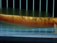 画像7: 【通販 淡水魚】激レア 激安 No2 ゴールデンスターダストダイヤモンドコウタイ【個体販売】(±12cm)(生体)(熱帯魚)NKO (7)