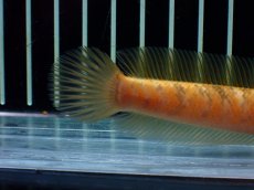 画像8: 【通販 淡水魚】激レア 激安 No2 ゴールデンスターダストダイヤモンドコウタイ【個体販売】(±12cm)(生体)(熱帯魚)NKO (8)