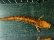 画像9: 【通販 淡水魚】激レア 激安 No2 ゴールデンスターダストダイヤモンドコウタイ【個体販売】(±12cm)(生体)(熱帯魚)NKO (9)