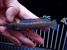 画像1: 【通販 淡水魚】極青 No2 チャンナ sp ゴールドダスト【個体販売】(±11cm)(大型魚・スネークヘッド)(生体)(熱帯魚)NKO (1)