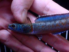 画像2: 【通販 淡水魚】極青 No2 チャンナ sp ゴールドダスト【個体販売】(±11cm)(大型魚・スネークヘッド)(生体)(熱帯魚)NKO (2)
