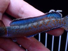 画像3: 【通販 淡水魚】極青 No2 チャンナ sp ゴールドダスト【個体販売】(±11cm)(大型魚・スネークヘッド)(生体)(熱帯魚)NKO (3)