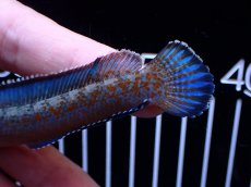 画像4: 【通販 淡水魚】極青 No2 チャンナ sp ゴールドダスト【個体販売】(±11cm)(大型魚・スネークヘッド)(生体)(熱帯魚)NKO (4)