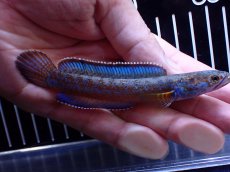 画像5: 【通販 淡水魚】極青 No2 チャンナ sp ゴールドダスト【個体販売】(±11cm)(大型魚・スネークヘッド)(生体)(熱帯魚)NKO (5)