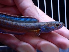 画像6: 【通販 淡水魚】極青 No2 チャンナ sp ゴールドダスト【個体販売】(±11cm)(大型魚・スネークヘッド)(生体)(熱帯魚)NKO (6)
