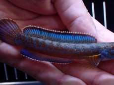 画像7: 【通販 淡水魚】極青 No2 チャンナ sp ゴールドダスト【個体販売】(±11cm)(大型魚・スネークヘッド)(生体)(熱帯魚)NKO (7)