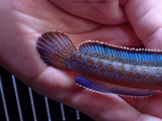 画像8: 【通販 淡水魚】極青 No2 チャンナ sp ゴールドダスト【個体販売】(±11cm)(大型魚・スネークヘッド)(生体)(熱帯魚)NKO (8)