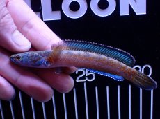 画像1: 【通販 淡水魚】青強い No3 チャンナ sp ゴールドダスト【個体販売】(±11cm)(大型魚・スネークヘッド)(生体)(熱帯魚)NKO (1)
