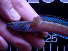 画像2: 【通販 淡水魚】青強い No3 チャンナ sp ゴールドダスト【個体販売】(±11cm)(大型魚・スネークヘッド)(生体)(熱帯魚)NKO (2)