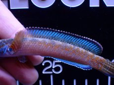 画像3: 【通販 淡水魚】青強い No3 チャンナ sp ゴールドダスト【個体販売】(±11cm)(大型魚・スネークヘッド)(生体)(熱帯魚)NKO (3)