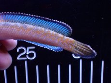 画像4: 【通販 淡水魚】青強い No3 チャンナ sp ゴールドダスト【個体販売】(±11cm)(大型魚・スネークヘッド)(生体)(熱帯魚)NKO (4)