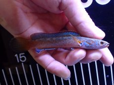 画像5: 【通販 淡水魚】青強い No3 チャンナ sp ゴールドダスト【個体販売】(±11cm)(大型魚・スネークヘッド)(生体)(熱帯魚)NKO (5)