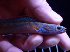 画像6: 【通販 淡水魚】青強い No3 チャンナ sp ゴールドダスト【個体販売】(±11cm)(大型魚・スネークヘッド)(生体)(熱帯魚)NKO (6)