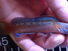 画像7: 【通販 淡水魚】青強い No3 チャンナ sp ゴールドダスト【個体販売】(±11cm)(大型魚・スネークヘッド)(生体)(熱帯魚)NKO (7)