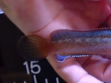 画像8: 【通販 淡水魚】青強い No3 チャンナ sp ゴールドダスト【個体販売】(±11cm)(大型魚・スネークヘッド)(生体)(熱帯魚)NKO (8)