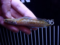 画像1: 【通販 淡水魚】No1 チャンナ sp パルダリス【個体販売】(±11cm)(大型魚・スネークヘッド)(生体)(熱帯魚)NKO (1)