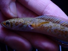 画像2: 【通販 淡水魚】No1 チャンナ sp パルダリス【個体販売】(±11cm)(大型魚・スネークヘッド)(生体)(熱帯魚)NKO (2)